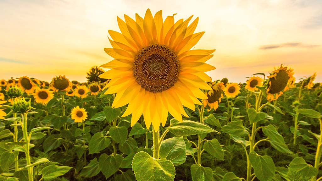 Sunflower group sees interest bloom in Ukrainian symbol